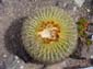 Barrel Cactus (Top)