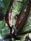Bent Trunk