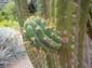 Cactus Branch
