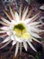 Flower Maw