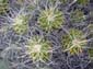 Frizzy Cacti
