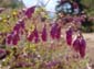 Hanging Purple Flowers