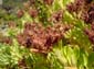 Jagged Clusters