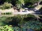 Japanese Lilly Pond