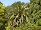 Large Palm