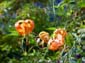 Leopard Spot Flowers