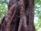 Lumpy Tree Trunk