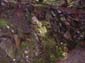 Mossy Rock Wall