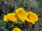 Orange-Yellow Flowers