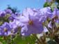 Pale Purple Flowers