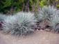 Pale Shrubs