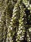 Palm Berries