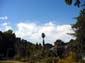 Palm and Clouds
