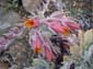 Pink Flowers with Aphids