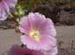 Purple Flower with Pollen