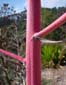 Red Stalk