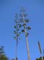 Tall Stems
