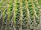 Thorn Pattern