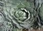 Toothy Lettuce