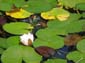 Water Lilly Blossom
