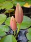Water Lilly Buds