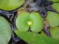 Water Lilly Drop