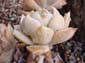 Wet White Succulent