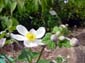 White Flower and Buds
