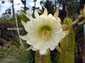 White Flower with Yellow Center