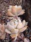 White Succulent Pair