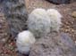 Wooly Cacti
