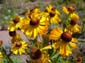 Yellow Flower Group