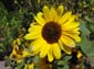 Yellow Flower Missing Petal