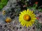 Yellow Flower and Bud