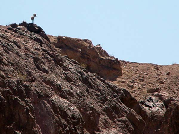 Bighorn_Sheep