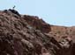 Bighorn_Sheep
