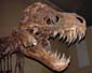 Mr_Rex