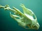 The_Diver