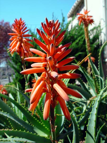 Orange_Stalks