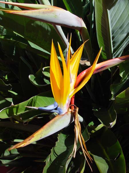 Orange_and_Purple_Flower