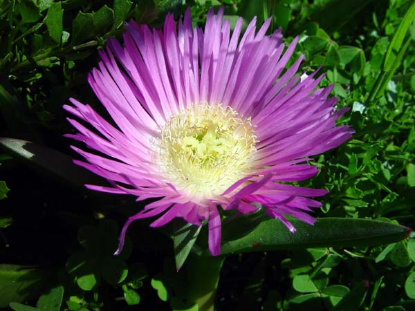 Purple_Flower_(Closeup)