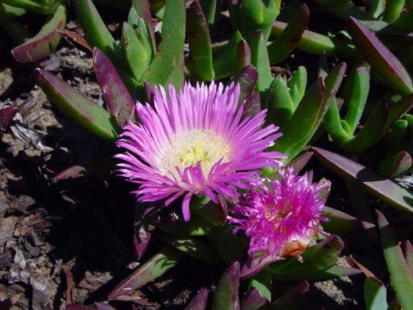 Purple_Flower_Pair