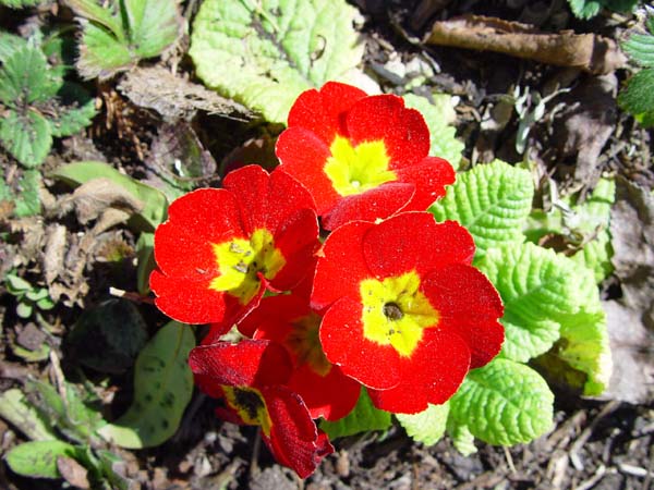 Red_Flowers