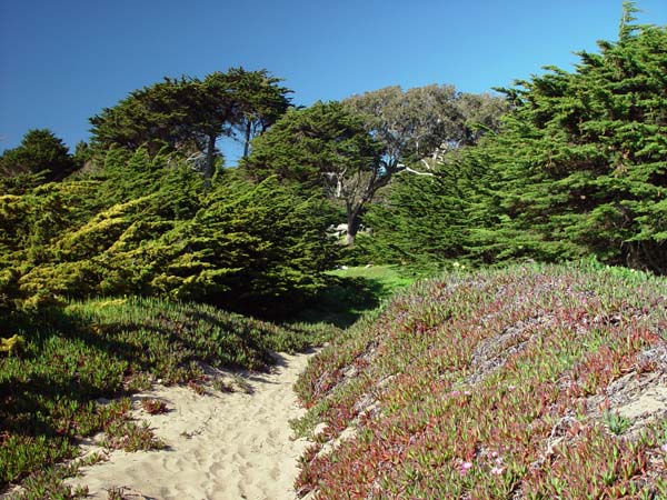 Sandy_Path