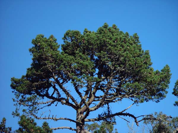 Spiny_Tree