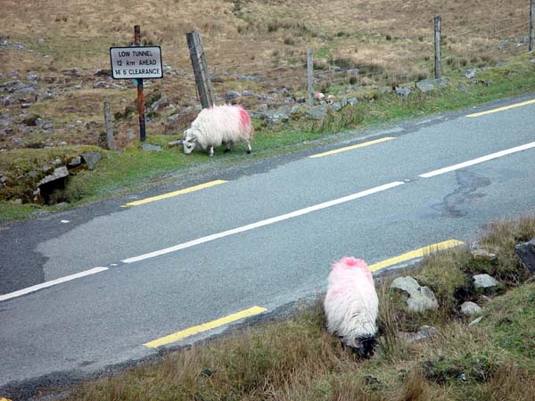 Typical_Irish_Roadway