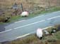 Typical_Irish_Roadway