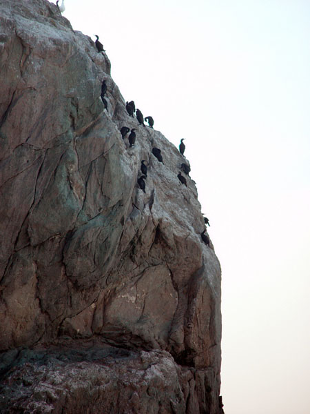 Huge_Breaker_(Cormorants)
