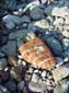 Curious_Strata