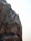Huge_Breaker_(Cormorants)
